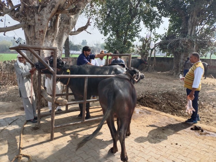 बालू में एक दिवसीय पशु चिकित्सा शिविर का आयोजन, बीमारी और रखरखाव बारे दी जानकारी