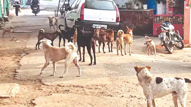हैदराबाद में खूंखार कुत्तों ने पांच साल के बच्चे को नोच-नोच कर मार डाला
