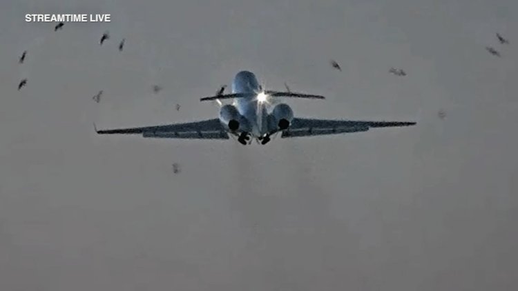 फीडएक्स विमान के उड़ान भरने पर टकराया पक्षी