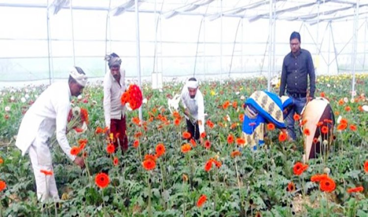 हिमाचल में फूलों की खेती से बदल रही बेरोजगार युवाओं की जिंदगी