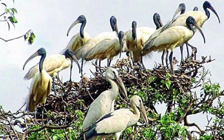 भितरकनिका राष्ट्रीय उद्यान में 1.23 लाख से अधिक मानसून पक्षी देखे गए