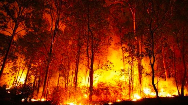 दक्षिणी चिली में आग लगने से 14 लोगों की मौत