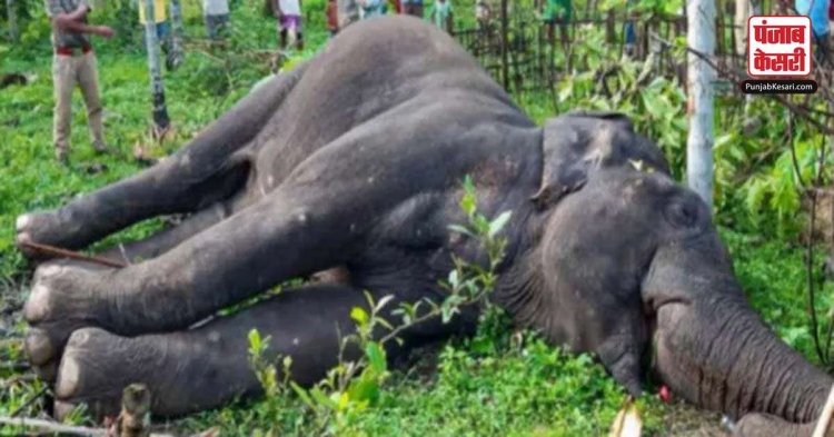 तमिलनाडु में डीआरआई ने हाथी के दांत के तीन लोगों को किया गिरफ्तार