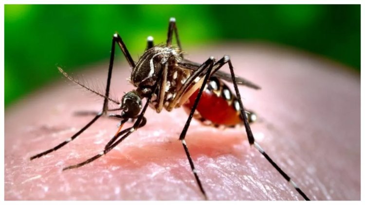 बंगलादेश में डेंगू के 1291 नये मामले , छह लोगों की मौत