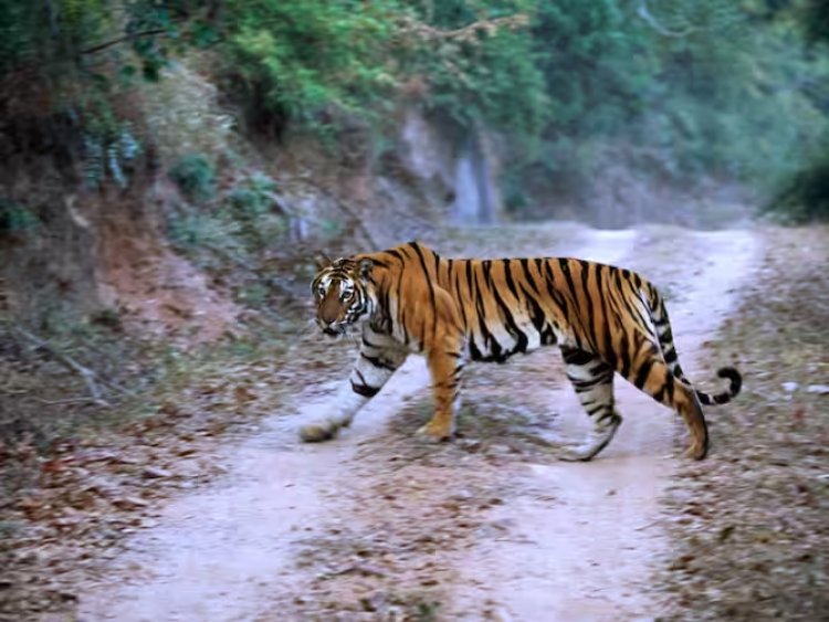 नागपुर जिले में मवेशी चरा रहे एक व्यक्ति की बाघ के हमले में मौत