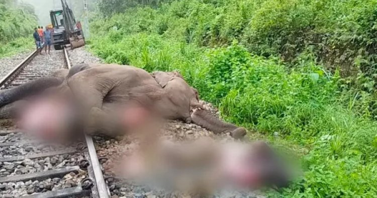 बंगाल के अलीपुरद्वार में मालगाड़ी की चपेट में आने से तीन हाथियों की मौत
