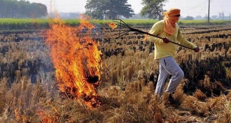 पंजाब और हरियाणा में इस वर्ष पराली जलाने के मामलों में गिरावट