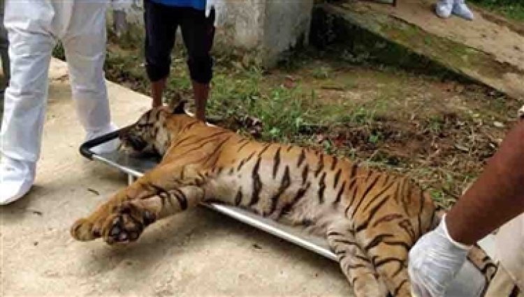 रांची चिड़ियाघर में गुर्दा खराब होने से बाघिन की मौत, अब बचे हैं आठ बाघ