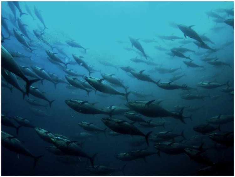 ‘मछली पकड़ने वाले विकसित देशों को हिंद महासागर के टूना को हुए नुकसान की जिम्मेदारी लेनी चाहिए’