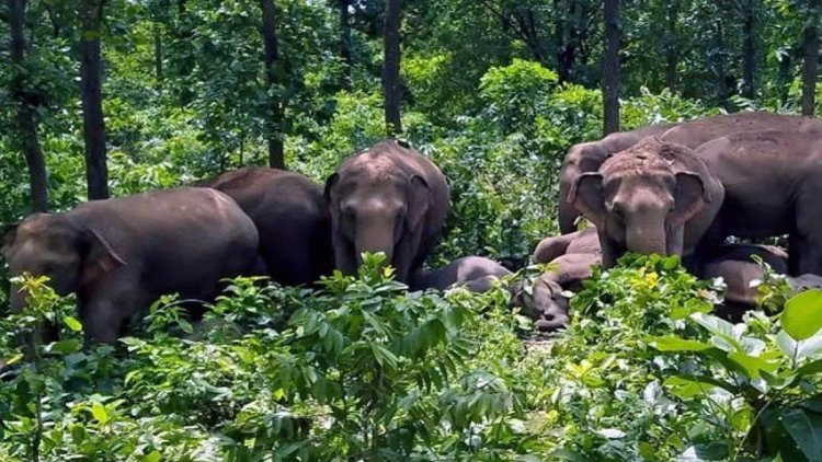 ओडिशा: जंगली हाथी के हमले में फॉरेस्ट रेंजर की मौत