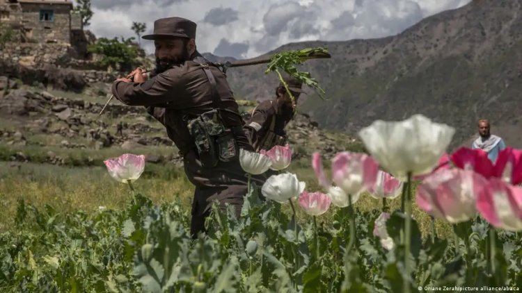 अफगानिस्तान को पीछे छोड़ अफीम की खेती में नं 1 देश बना म्यांमार, UN की रिपोर्ट में बड़ा दावा