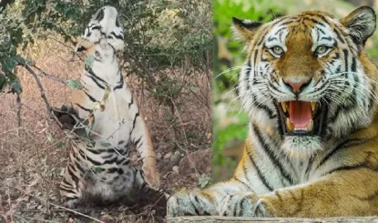 केरल वन विभाग ने आदमखोर बाघ को पकड़ा, स्थानीय लोगों ने की गोली मारने की मांग