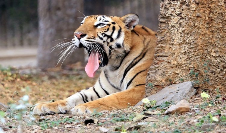 महाराष्ट्र के चंद्रपुर में बिजली का करंट लगने से बाघ की मौत, एक व्यक्ति को किया गया गिरफ्तार