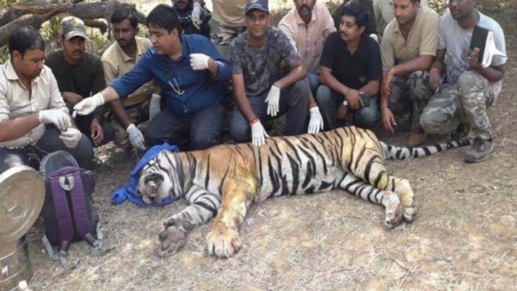 राजस्थान : सरिस्का अभयारण्य से निकले बाघ के हमले से किसान घायल