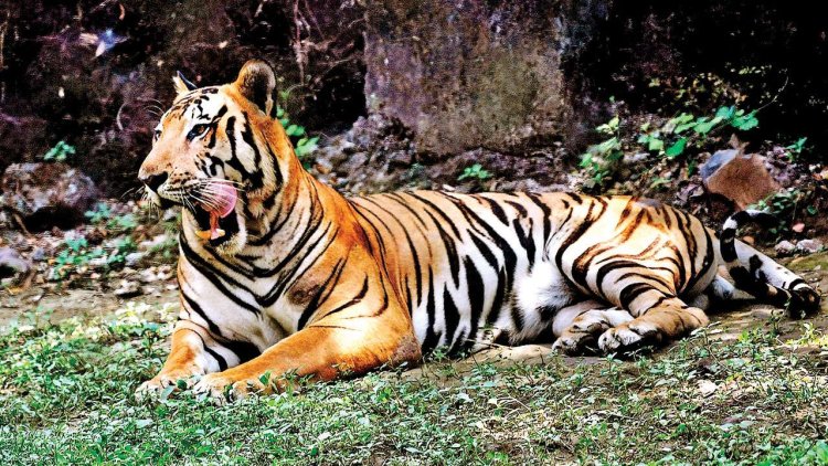 महाराष्ट्र के भंडारा में बाघ के किले में वन अधिकारियों ने अवैध शिकार को अस्वीकार कर दिया