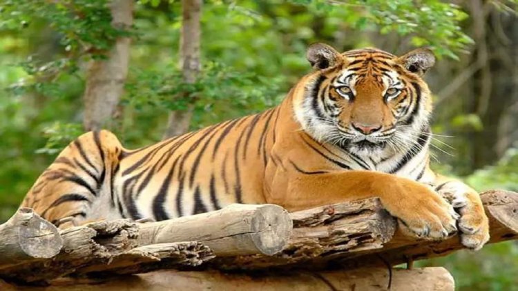 उत्तर प्रदेश: बाघ के शिकार युवक का घायल शव बरामद